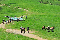 Shepherd and tourists herding flock of sheep (Ovis aries) to pasture up in the mountains along the Col du Soulor, with free roaming horses, Hautes-Pyrenees, Pyrenees, France, June 2012