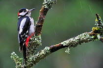Great Spotted woodpecker (Dendrocopos major) male perched on branch covered in lichen in the rain, Belgium, July