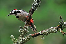 Great Spotted Woodpecker (Dendrocopos major) male perched on branch covered in lichen, Belgium July