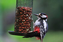 Great Spotted Woodpecker (Dendrocopos major) male eating peanuts from bird feeder in garden, Belgium, July