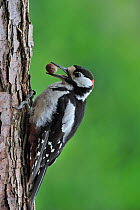 Great Spotted Woodpecker (Dendrocopos major) male with hazelnut in beak on tree trunk in forest, Belgium, July
