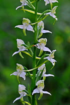 Greater butterfly orchid (Platanthera chlorantha) in flower, La Brenne, France, May