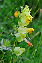 Greater Yellow rattle (Rhinanthus angustifolius / Rhinanthus serotinus) in flower, Pyrenees, France June