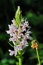 Spotted heath orchid (Dactylorhiza maculata) in flower, Pyrenees, France, June