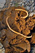 Horse / Equine roundworms (Parascaris equorum) in horse dung, France