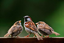 Male House sparrow (Passer domesticus) with juveniles begging for food on garden fence, Belgium, July