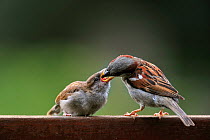 Male House sparrow (Passer domesticus) feeding juvenile on garden fence, Belgium, July