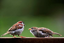 Male House sparrow (Passer domesticus) and begging juvenile on garden fence, Belgium, July
