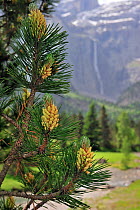 Mugo / Mountain pine (Pinus mugo) showing needles and male flowers, Cirque de Gavarnie, Pyrenees, France, June