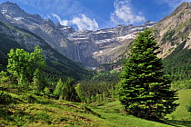 Mugo pine (Pinus mugo) in the Cirque de Gavarnie and the Gavarnie Falls / Grande Cascade de Gavarnie, highest waterfall of France in the Pyrenees, June 2012