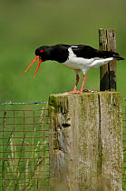 Oystercatcher (Haematopus ostralegus) calling alarm from fence post in grassland, Zeeland, the Netherlands, May