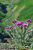 Pyrenean thistle (Carduus carlinoides) in flower, Pyrenees, France, June