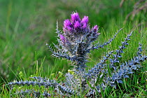 Pyrenean thistle (Carduus carlinoides) in flower, Pyrenees, France, June