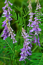 Tufted vetch (Vicia cracca) in flower, La Brenne, France, May