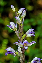 Violet bird's-nest orchid (Limodorum abortivum) in flower, La Brenne, France, May