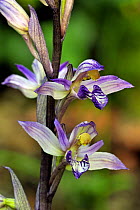 Violet bird's-nest orchid (Limodorum abortivum) in flower, La Brenne, France, May