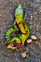 Western Green Lizard (Lacerta bilineata), roadkill female showing eggs, La Brenne, France