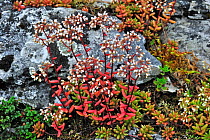 White stonecrop (Sedum album) flowering among rocks, Ardennes, Belgium, July