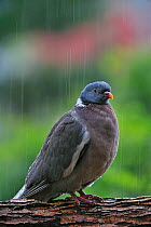 Wood pigeon (Columba palumbus) perched on branch in the pouring rain, Belgium, July