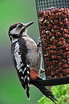 Great Spotted woodpecker (Dendrocopos major) juvenile eating peanuts from, bird feeder in garden, Belgium, July