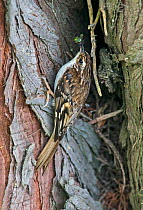 Common treecreeper (Certhia familiaris) on the trunk of a pine tree taking food in to feed chicks at the nest site, Ravenwood NR, Wexford, Republic of Ireland, June