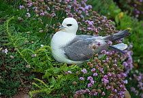 Fulmar (Fulmarus glacialis) at its nest site on rocky ledge surrounded by Thrift, Great Saltee Island, Wexford, Republic of Ireland, June