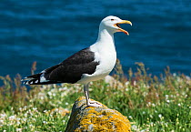Greater black backed gull (Larus marinus) on guard over nesting territory, Great Saltee Island, Wexford, Republic of Ireland, June