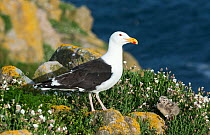Greater black backed gull (Larus marinus) guarding a chick at nest, Great Saltee Island, Wexford, Republic of Ireland, June