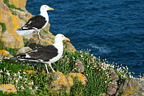 Greater black backed gull (Larus marinus) pair guarding their chicks at nest, Great Saltee Island, Wexford, Republic of Ireland, June