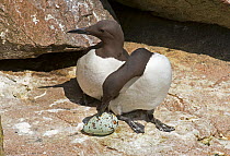 Common guillemot (Uria aalge) pair at nest, one about to incubate an egg while the other watches, Great Saltee Island, Wexford, Republic of Ireland, June