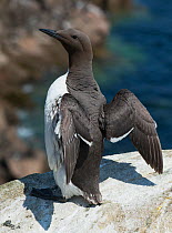 Common guillemot (Uria aalge) exercising and warming wings in sun, Great Saltee Island, Wexford, Republic of Ireland, June