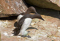 Common guillemot (Uria aalge) pair at nest, one about to incubate an egg while the other watches, Great Saltee island, Wexford, Republic of Ireland, June