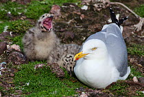 Herring gull (Larus argentatus) with two chicks, one yawning, at the nest, East Dunmore, Waterford, Republic of Ireland, June