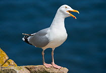 Herring gull (Larus argentatus) calling against intruders and defending its nesting territory, East Dunmore, Waterford, Republic of Ireland, June