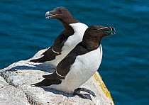 Razorbill (Alca torda) pair resting on a rocky ledge and panting in the sun, Great Saltee Island, Wexford, Republic of Ireland, June