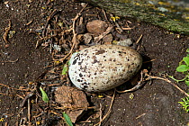 Razorbill (Alca torda) egg at nest site, Great Saltee Island, Wexford, Republic of Ireland, June