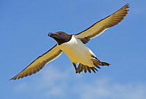 Razorbill (Alca torda) in flight, Great Saltee Island, Wexford, Republic of Ireland, June