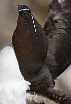 Razorbill (Alca torda) close up of head and beak, Great Saltee Island, Wexford, Republic of Ireland June