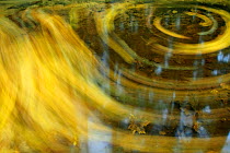 Water patterns and leaves in stream, Markische Schweiz Nature park, Germany, October