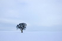 Single tree in snow,  Mecklenburg, Western Pommerania, Germany, February