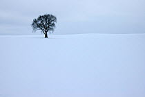 Single tree in snowy landscape Mecklenburg Western Pommerania, Germany, February