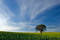 Rape field with single tree in distance, Germany. April