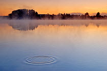 Concentric ripples in lake surface, at dawn  Haussee Feldberg, Naturpark Feldberger Seenlandschaft nature reserve, Germany. October 2007