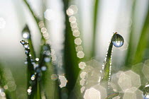 Grass covered in droplets of dew, one drop with upside down reflections, April