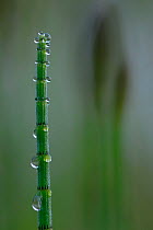 Water Horsetail (Equisetum fluviatile) close-up  with water droplets, Germany, May