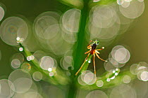 Spider (Pachygnathus listeri ) on Water Horsetail (Equisetum fluviatile) with spider possibly (Pachygnathus lesteri) Germany, May