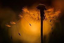 Dandelion seed head (Taraxacum officinale) with seeds blowing  away, Germany, May