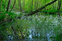 Common / Black Alder (Alnus glutinosa) trees in an Alder carr with Water Violet / Featherfoil (Hottonia palustris)in flower,  Muritz National Park, Germany, May