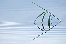Common Reed (Phragmites australis) in water, Germany, August.