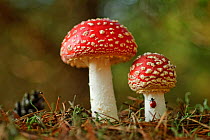 Fly Agaric (Amanita muscaria) with Ladybird (Coccinella magnifica) Granzin, Mecklenburg-Vorpommern, Germany, October